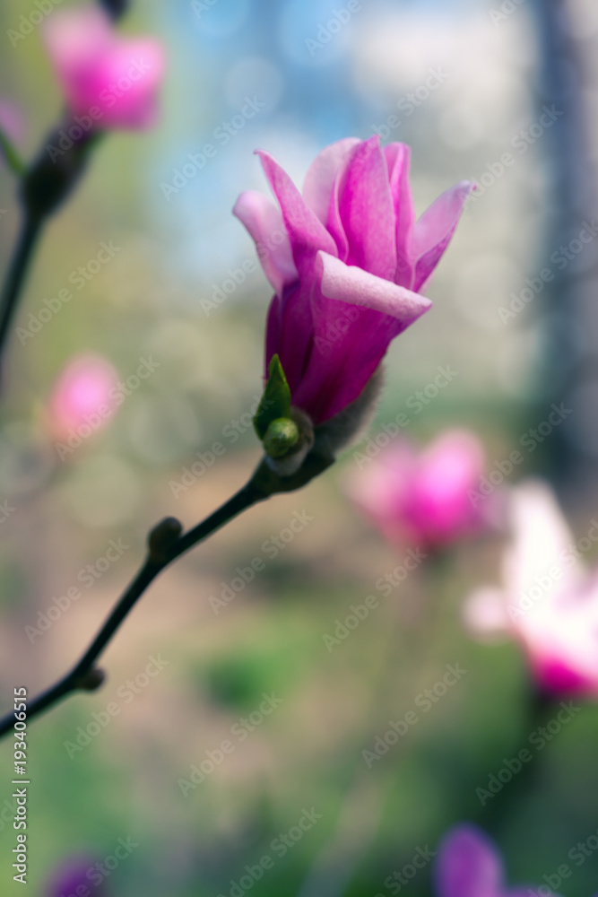 Flower Magnolia flowering against a background of flowers. Spring flower. Flower Magnolia flowering against a background of flowers. Spring flower.