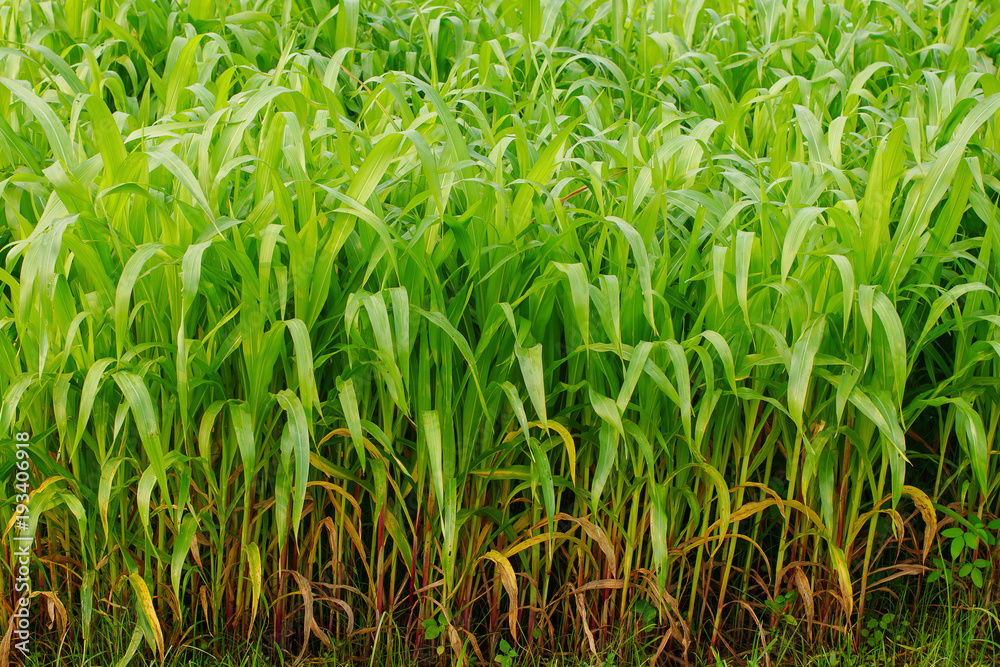 Obraz premium Young maize field,Corn field in early morning light