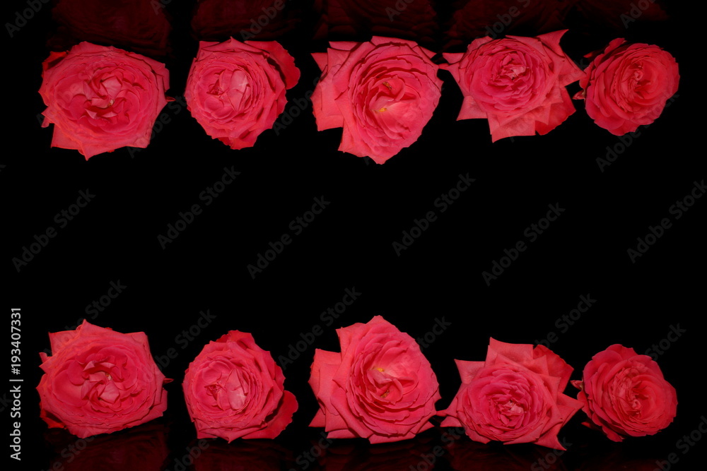 красивая натуральная розовая роза на черном фоне        