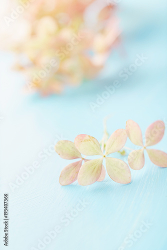 hydrangea flowers on the blue background