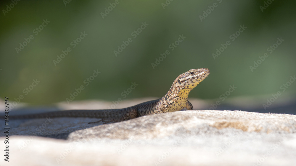 Lézard des murailles (podarcis muralis) Lézard des murailles (podarcis muralis)