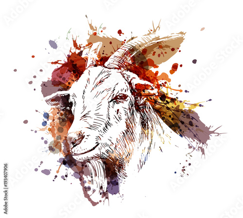 Vector color illustration head of goat
