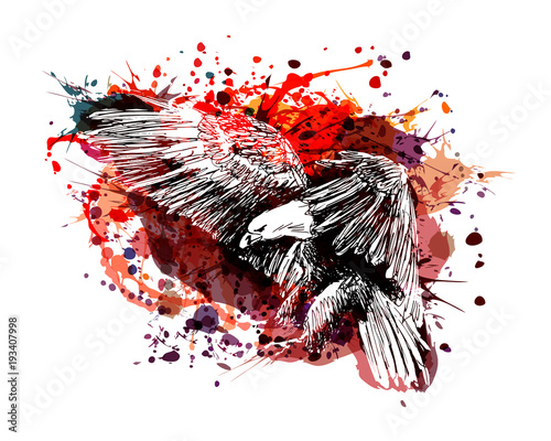 Vector color illustration of a flying eagle