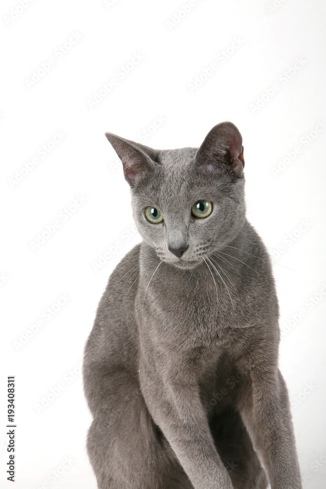 cat breed gree little wool eyes big gait graceful predatory look pet different pose white background isolated 