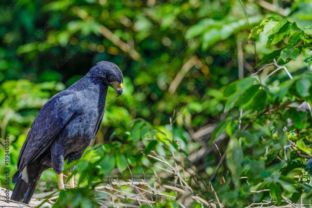 Black Caracara in Surinam Black Caracara in Surinam