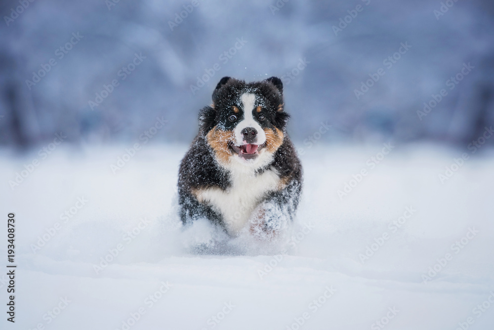 Bernese mountain puppy running in the snow in winter Bernese mountain puppy running in the snow in winter