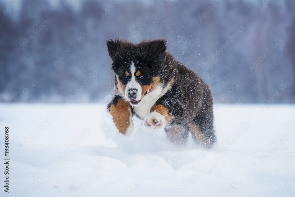 Bernese mountain dog playing in snow in winter