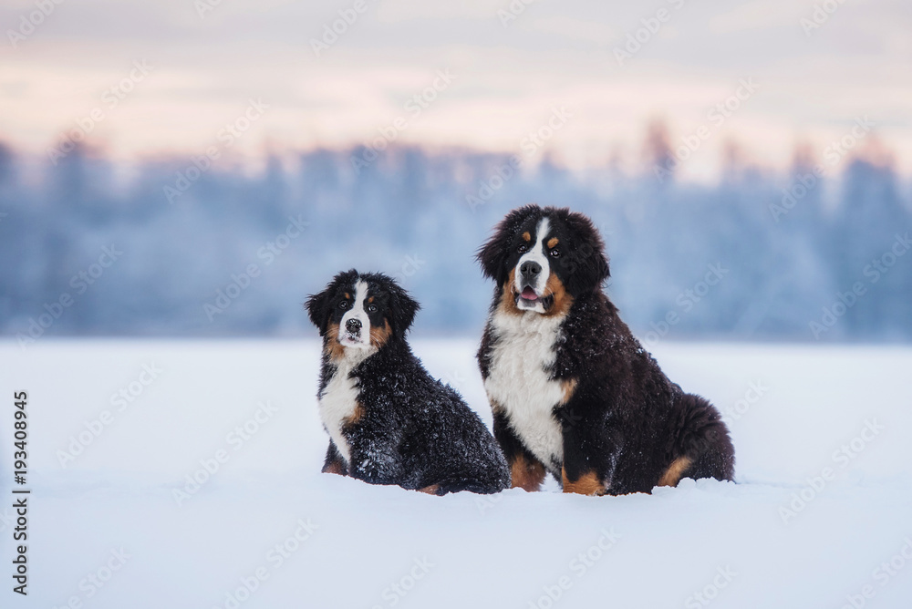 Two bernese mountain dogs in winter