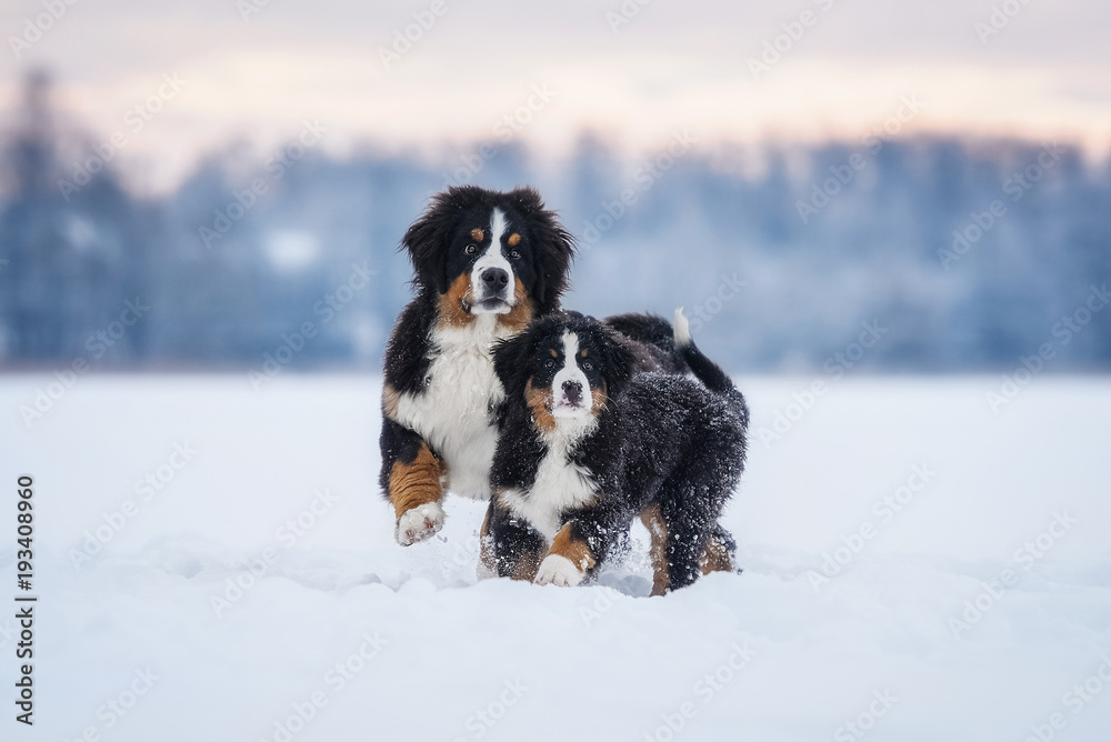 Bernese mountain dogs playing in winter