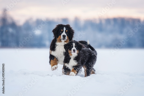 Photography Bernese mountain dogs playing in winter
