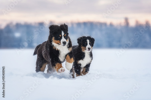 Sticker Bernese mountain dogs playing in winter