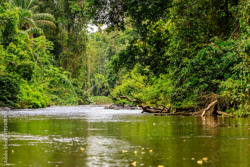 The beautiful nature of Surinam photo