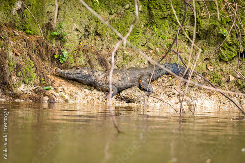 Crocodile in the jungle of Surinam