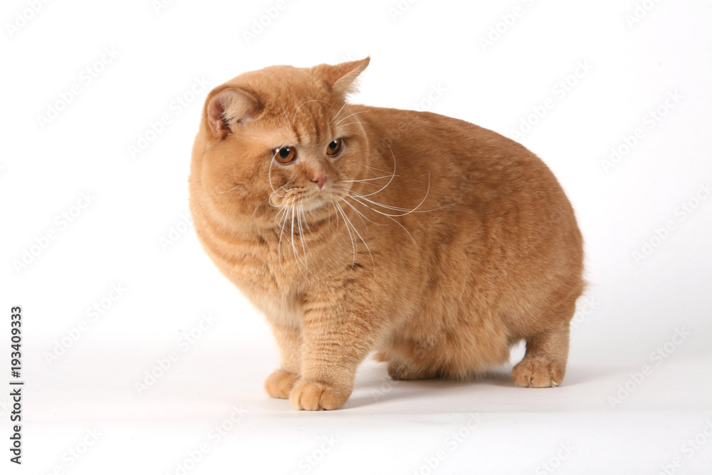 Φωτογραφία cat British Shorthair breed  gree little wool eyes big gait graceful predatory