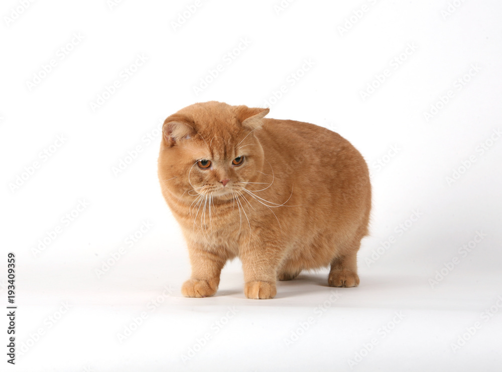 Φωτογραφία cat British Shorthair breed  gree little wool eyes big gait graceful predatory
