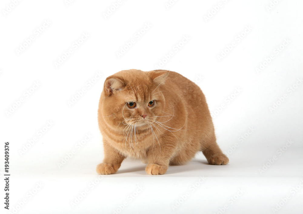 Fotografie cat British Shorthair breed  gree little wool eyes big gait graceful predatory