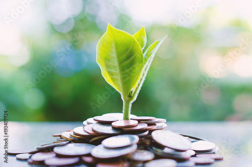 Plant growing from piles of...