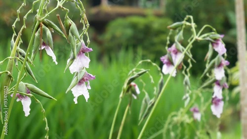 Tropical exotic plants and flowers on Bali island, Indonesia. Daylight, sunny day. Close-up plants, green background.