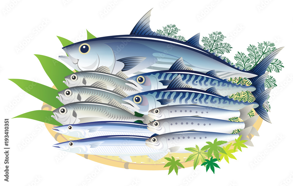 青魚 鰹 鯖 鯵 秋刀魚 鰯 白背景 Stock ベクター Adobe Stock