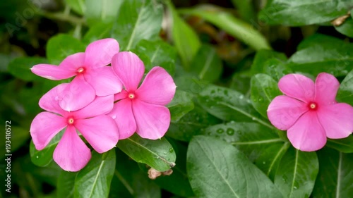 Tropical exotic plants and flowers on Bali island, Indonesia. Daylight, sunny day. Close-up plants, green background.