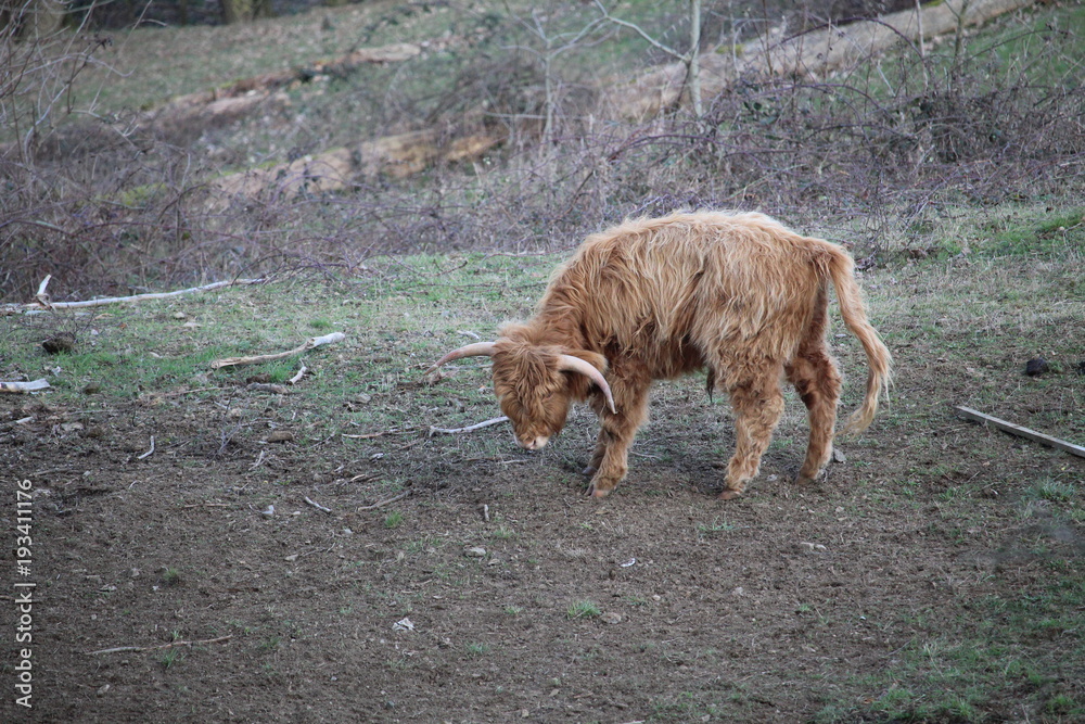 Fototapeta premium vache