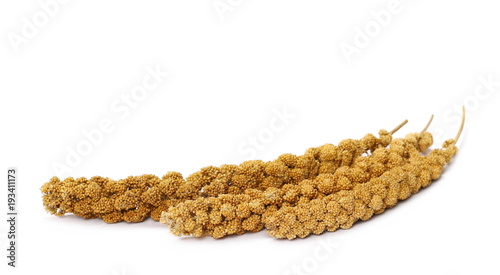 Bird seed, millet stick isolated on white background