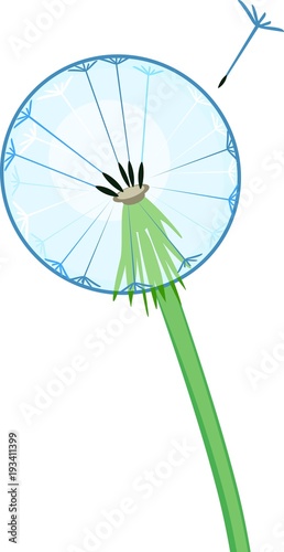 Fototapeta Naklejka Na Ścianę i Meble -  Dandelion seed head on white background
