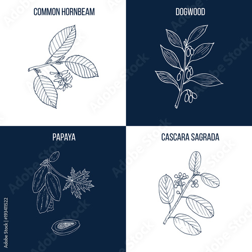 Set of four hand drawn eatable and medicinal plants