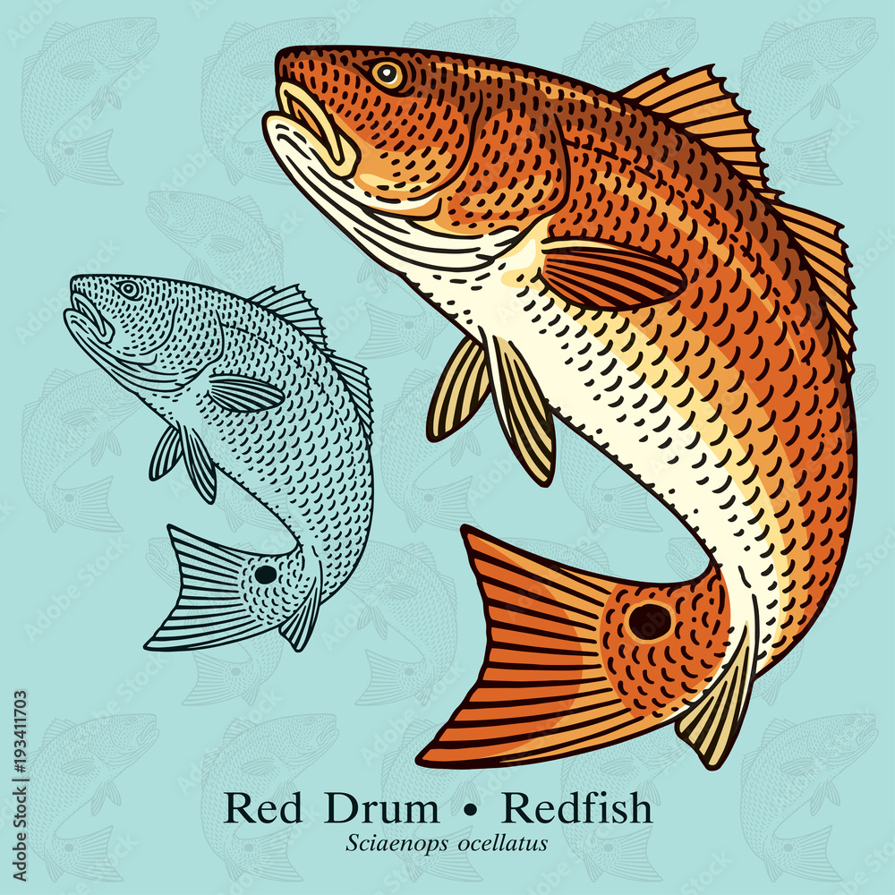 Obraz premium Red Drum, Redfish. Vector illustration with refined details and optimized stroke that allows the image to be used in small sizes (in packaging design, decoration, educational graphics, etc.)