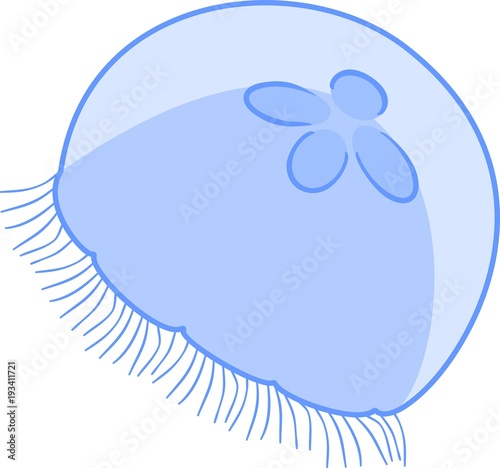 Blue jellyfish or Aurelia aurita on white background