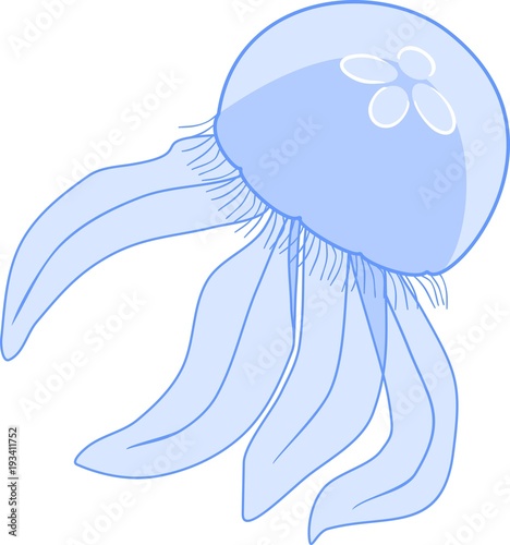 Blue jellyfish or Aurelia aurita on white background