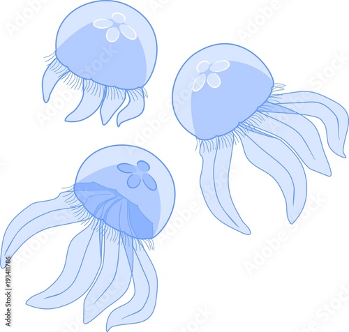 Blue jellyfishes or Aurelia aurita on white background