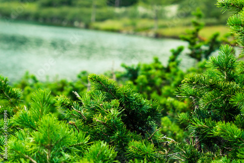 Green branches of conifer on the background of a mountain lake. Water surface through the branches of a tree.