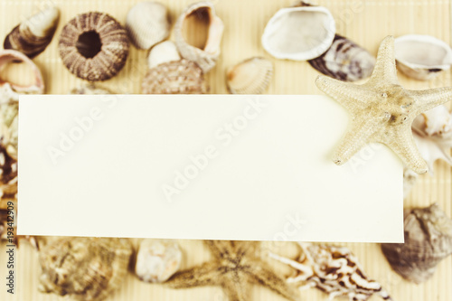 A variety of shells and starfish on a light background with space for text.