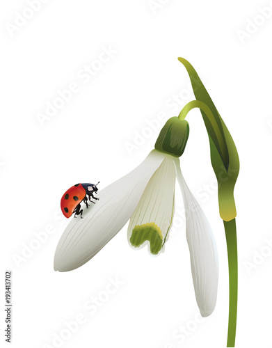 Schneeglöckchen mit Marienkäfer
Vektor Illustration isoliert auf weißem Hintergrund