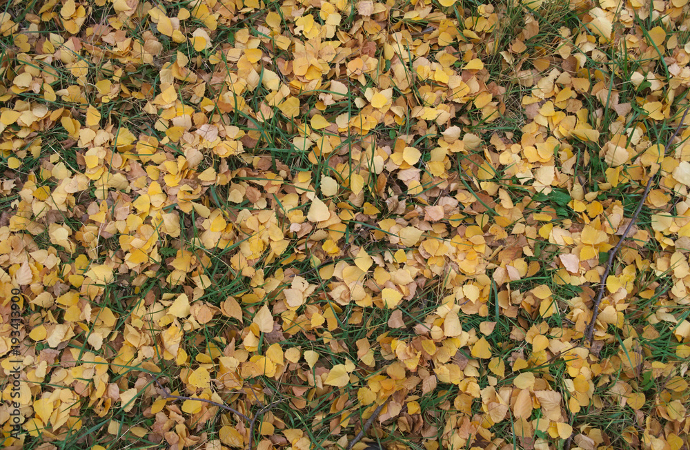 Fallen dry yellow leaves on field, autumn time