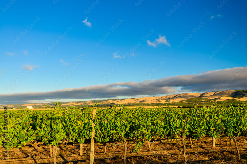 McLaren valley vineyards at sunset