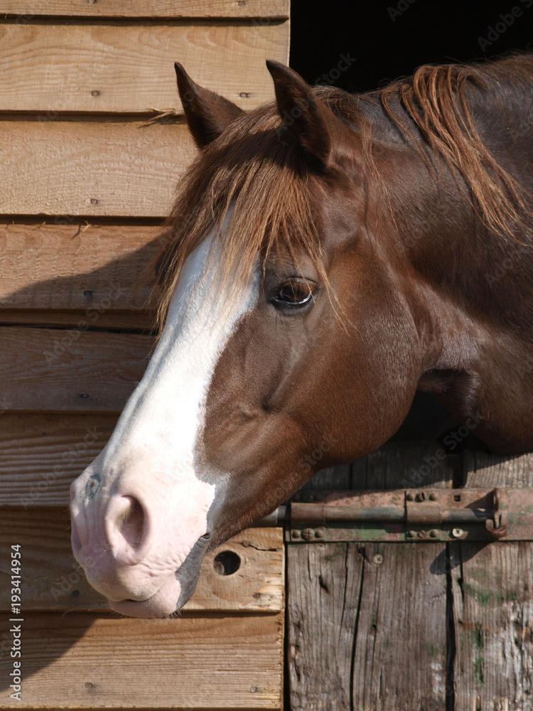 Obraz premium Horse Head Shot