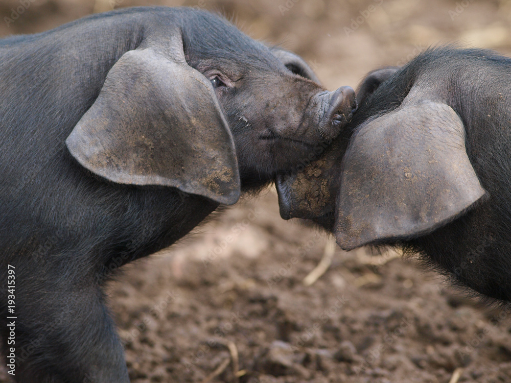 Obraz premium Two Pigs