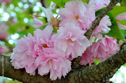 Spring blossom
