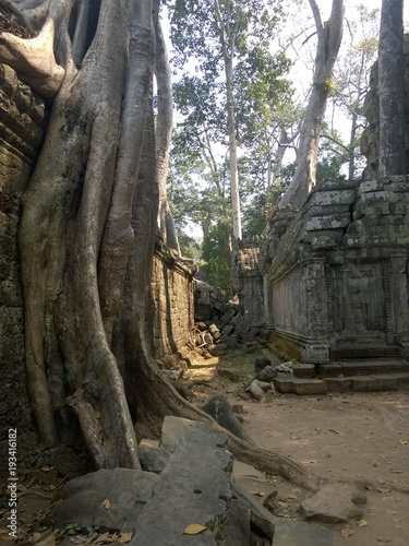 Angkor Wat in Siem Reap  Cambodia. Ancient ruins of Khmer stone temple overgrown with the roots and giant strangler fig trees