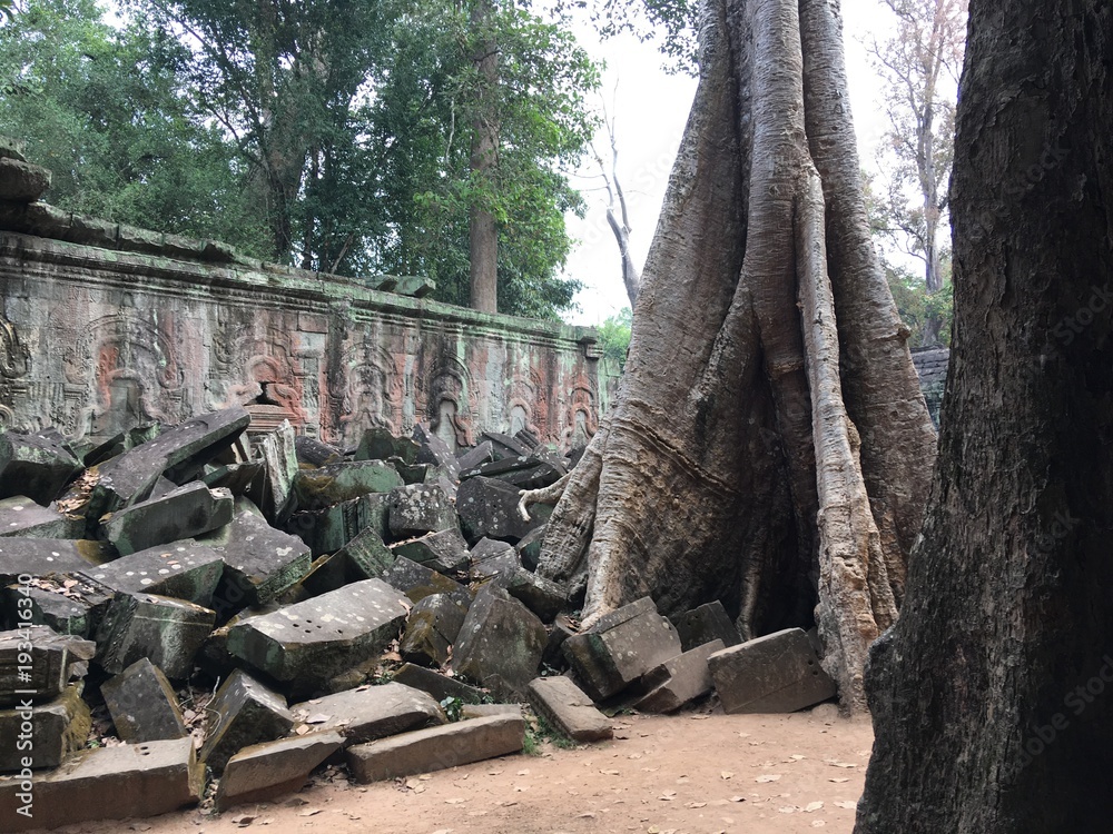 Obraz premium Angkor Wat in Siem Reap, Cambodia. Ancient ruins of Khmer stone temple overgrown with the roots and giant strangler fig trees