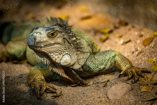 Green Iguana