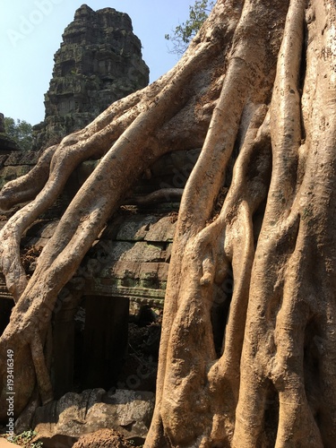 Angkor Wat in Siem Reap, Cambodia. Ancient ruins of Khmer stone temple overgrown with the roots and giant strangler fig trees photo