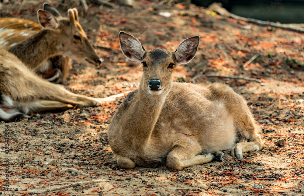 Fototapeta premium Brown Sika deer
