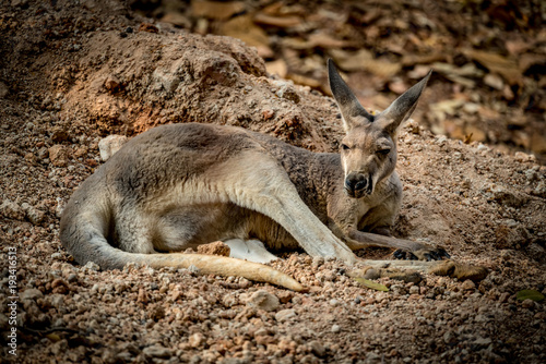 Kangaroo