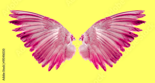 wings of birds isolated on background