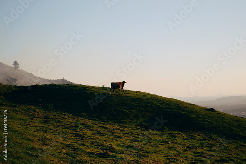 Cow at the top of a hill