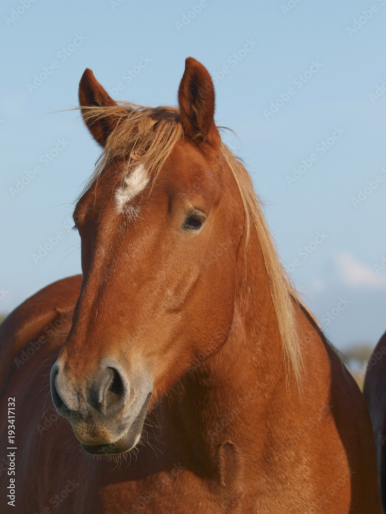 Fototapeta premium Horse Head Shot