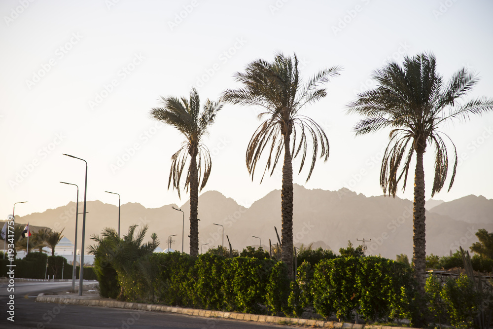 City landscape in Africa. Tourist town. Palm trees against the background of the mountains at sunset
